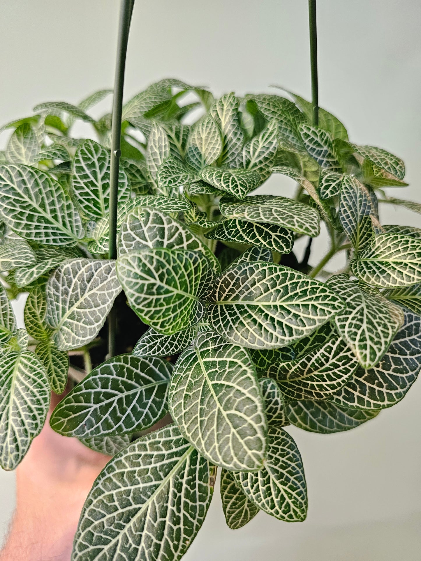 Fittonia albivenis 'White Angel' 6" HB