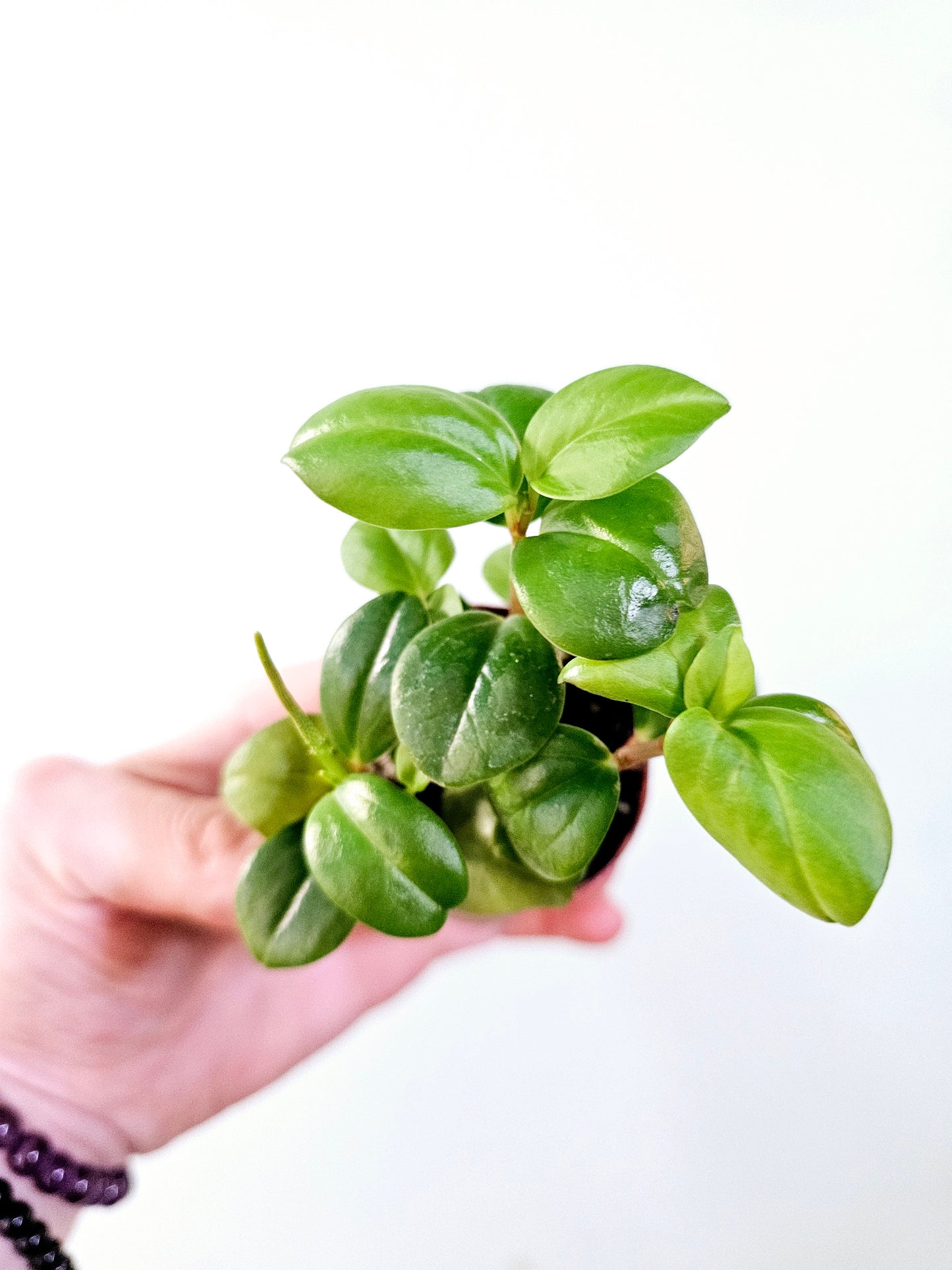 Peperomia glabella 2"