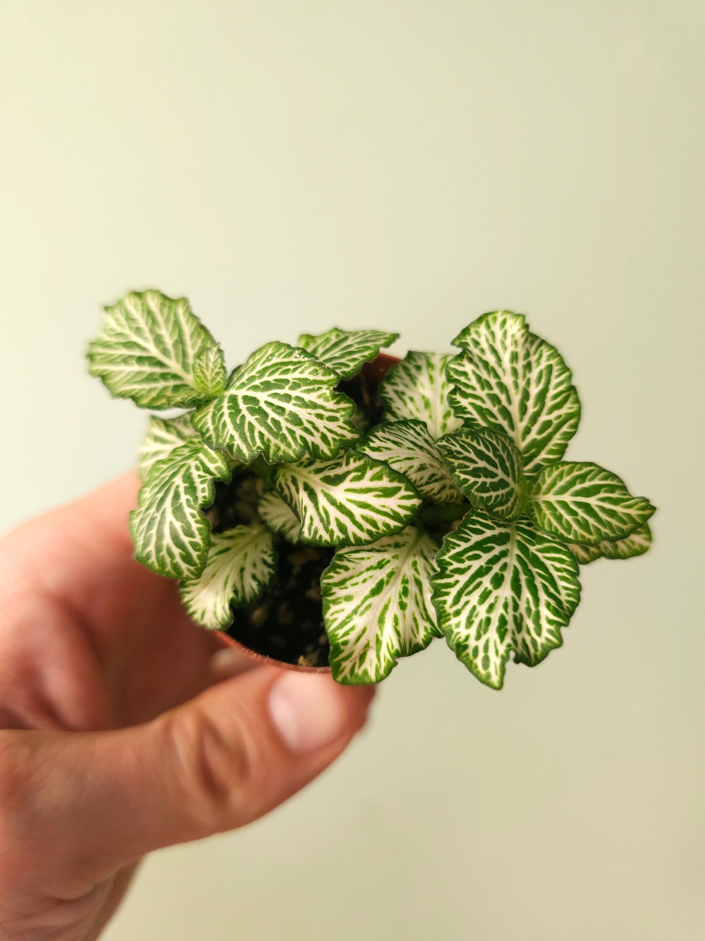 Fittonia albivenis 'White Tiger' 2"