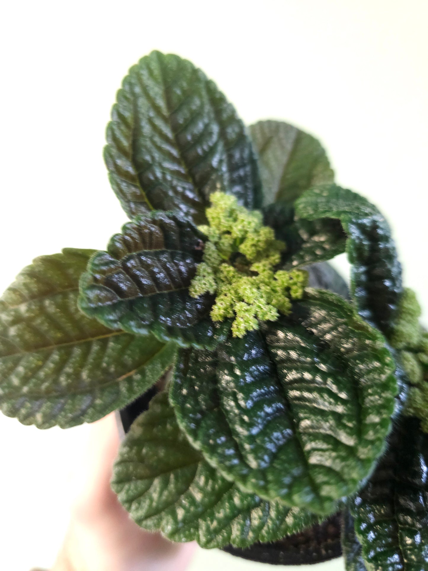 Pilea nummulariifolia "Creeping Charlie" 4"