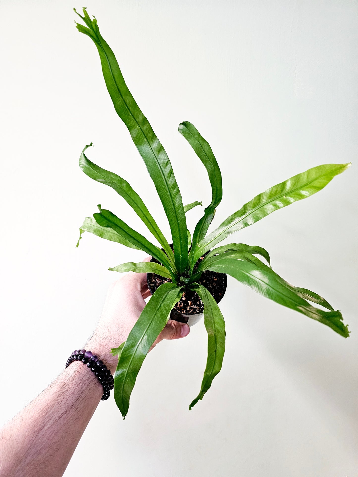 Asplenium antiquum 'Leslie' "Crested Japanese Bird's Nest Fern" 4"