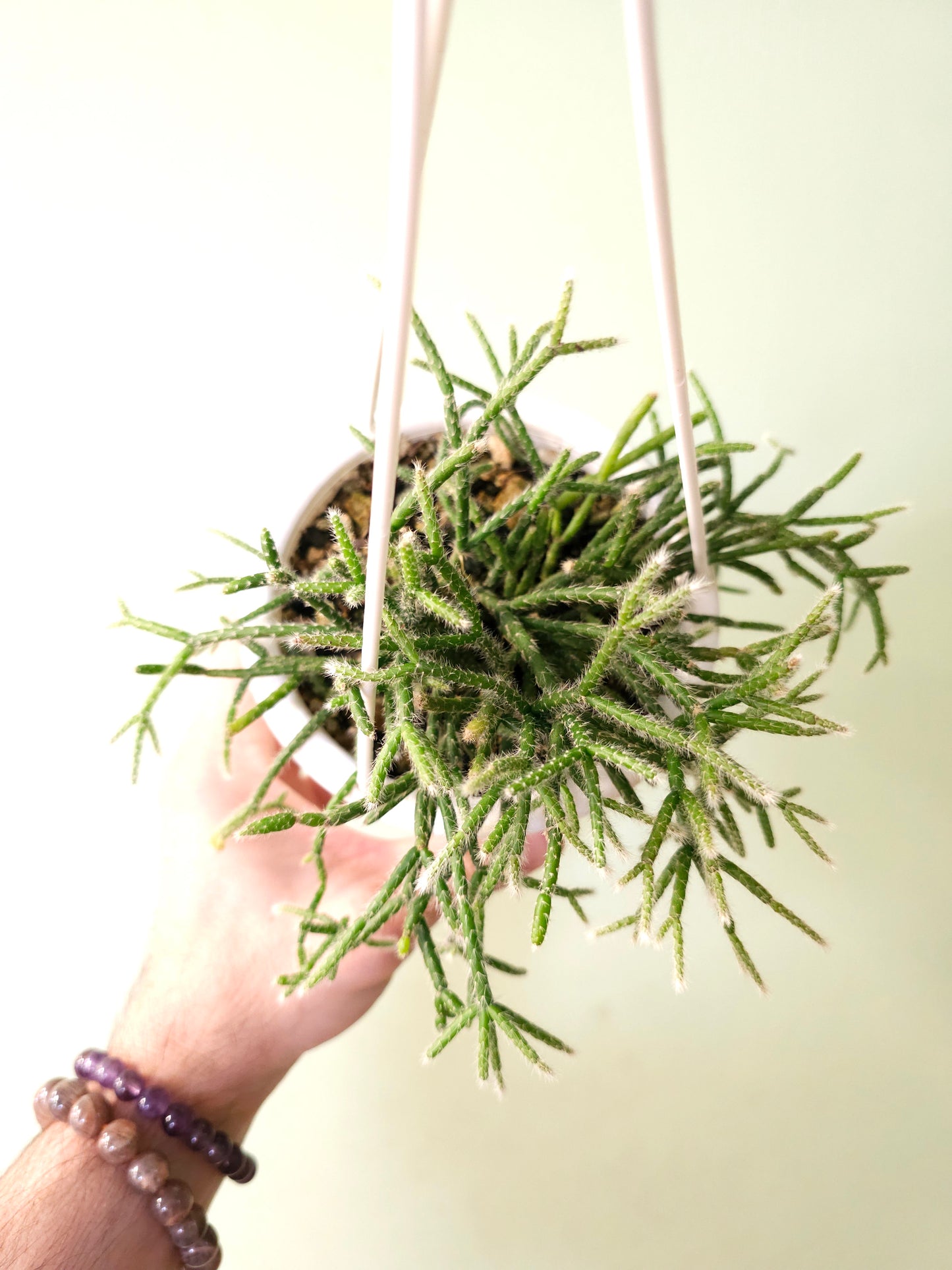 Rhipsalis pilocarpa 4.5" HB