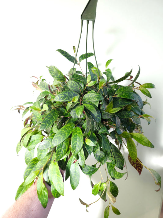 Aeschynanthus marmoratus "Black Pagoda Lipstick/Zebra Basket Vine" 6" HB