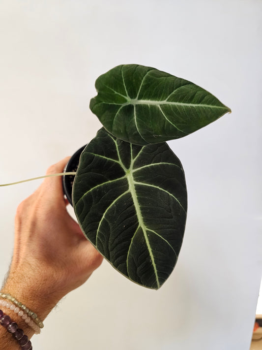 Alocasia 'Black Velvet' 4"