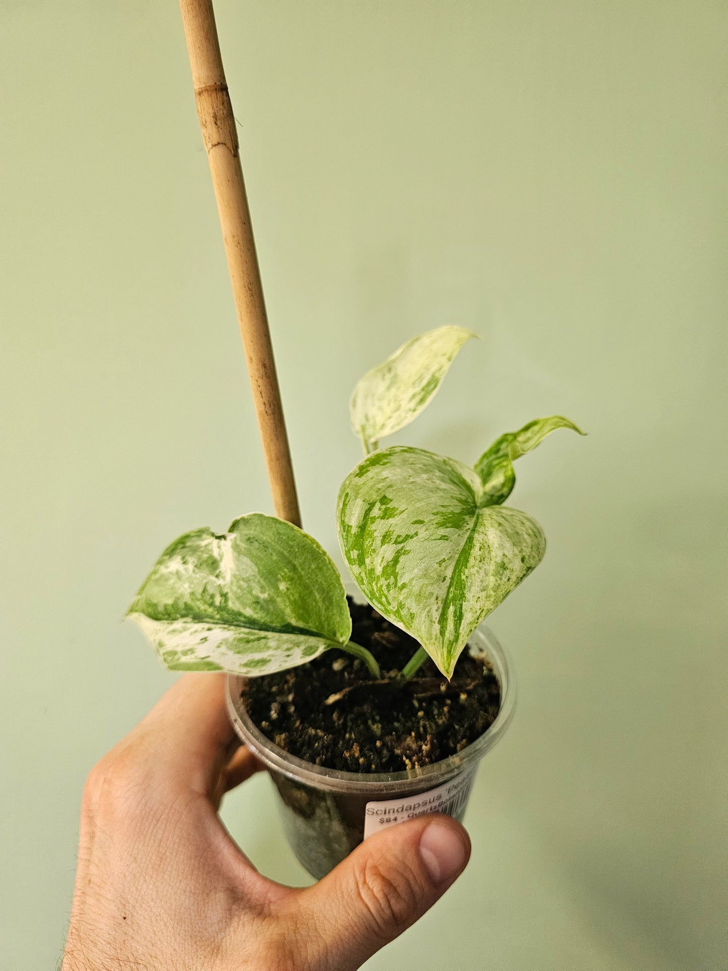 Scindapsus 'Peasun' 3.5"