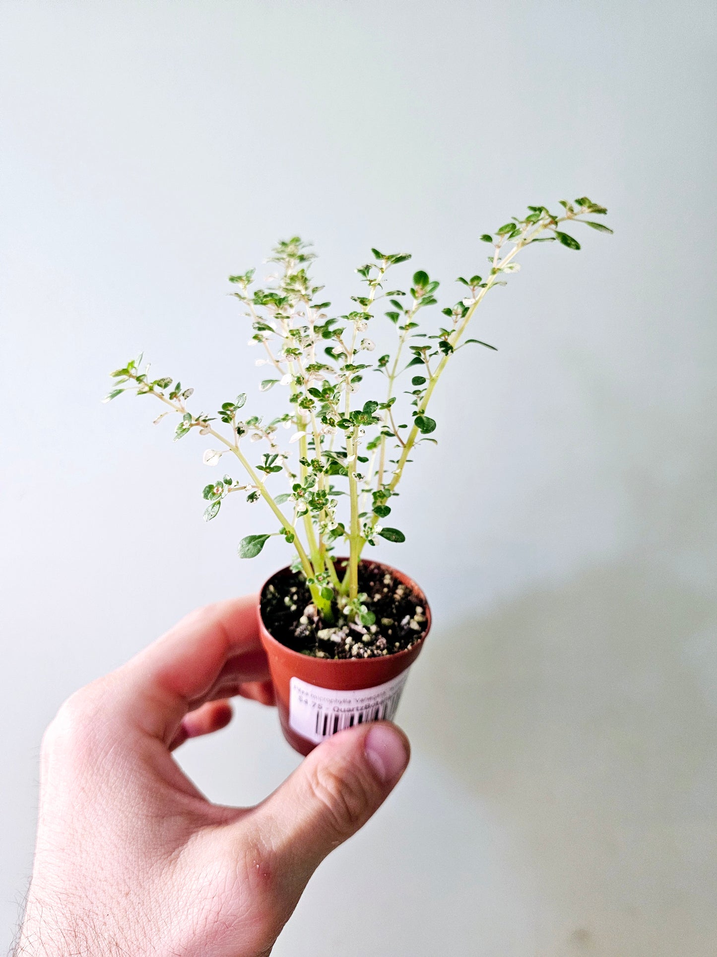 Pilea microphylla 'Variegata' "Artillery Fern" 2"
