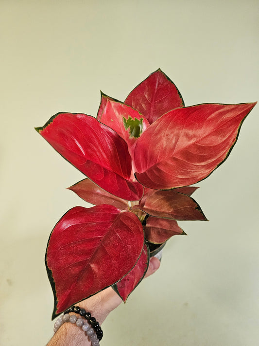 Aglaonema 'Star King' 4"