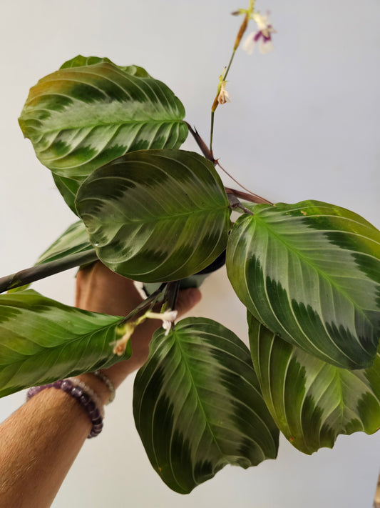 Maranta leuconeura 'Silver Band' 3.5"