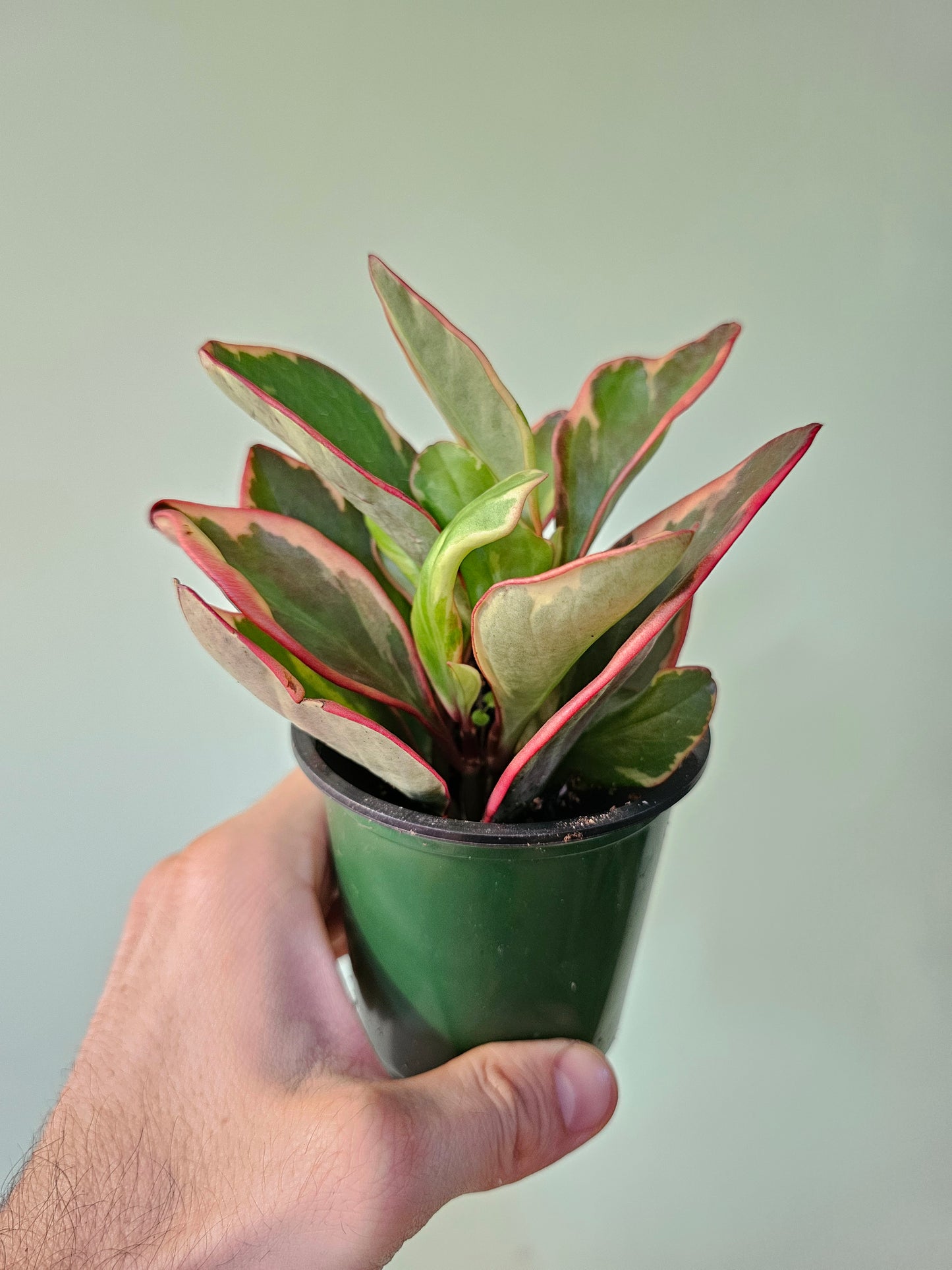 Peperomia clusiifolia 'Ginny' 3.5"