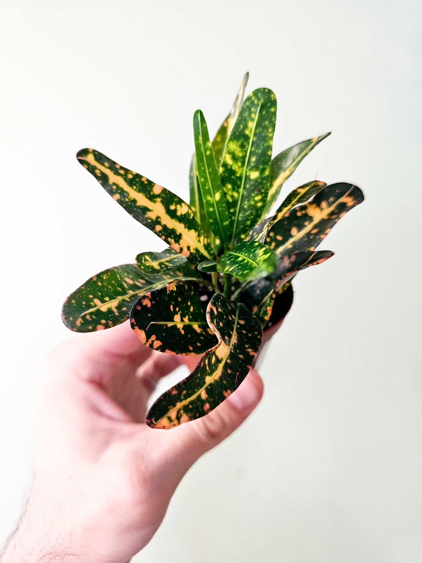 Codiaeum variegatum 2" (Croton)