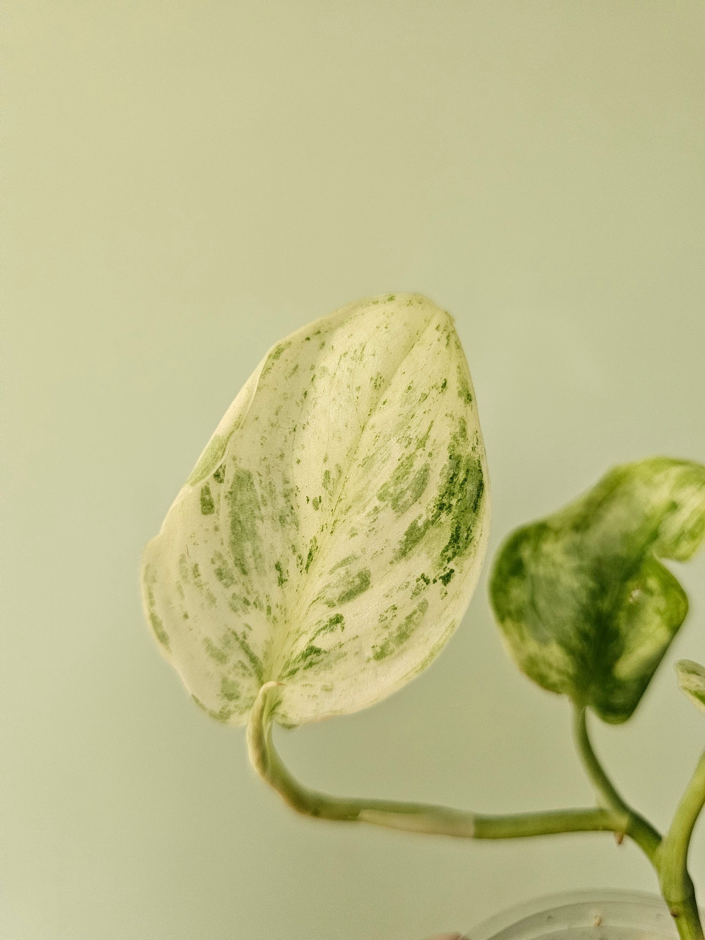 Scindapsus 'Peasun' 3.5"