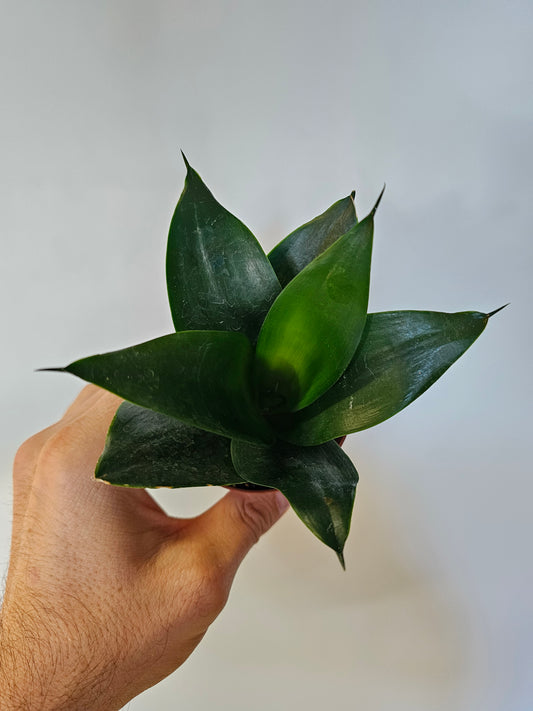 Sansevieria hahnii 'Black' 3"