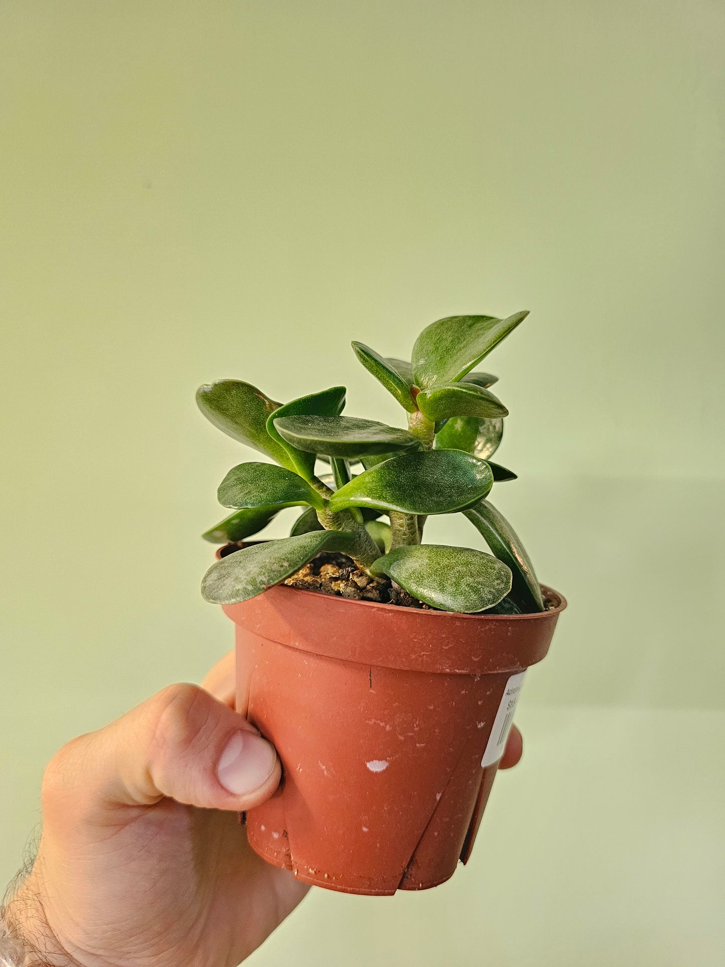 Adromischus maculatus "Calico Hearts" 4"
