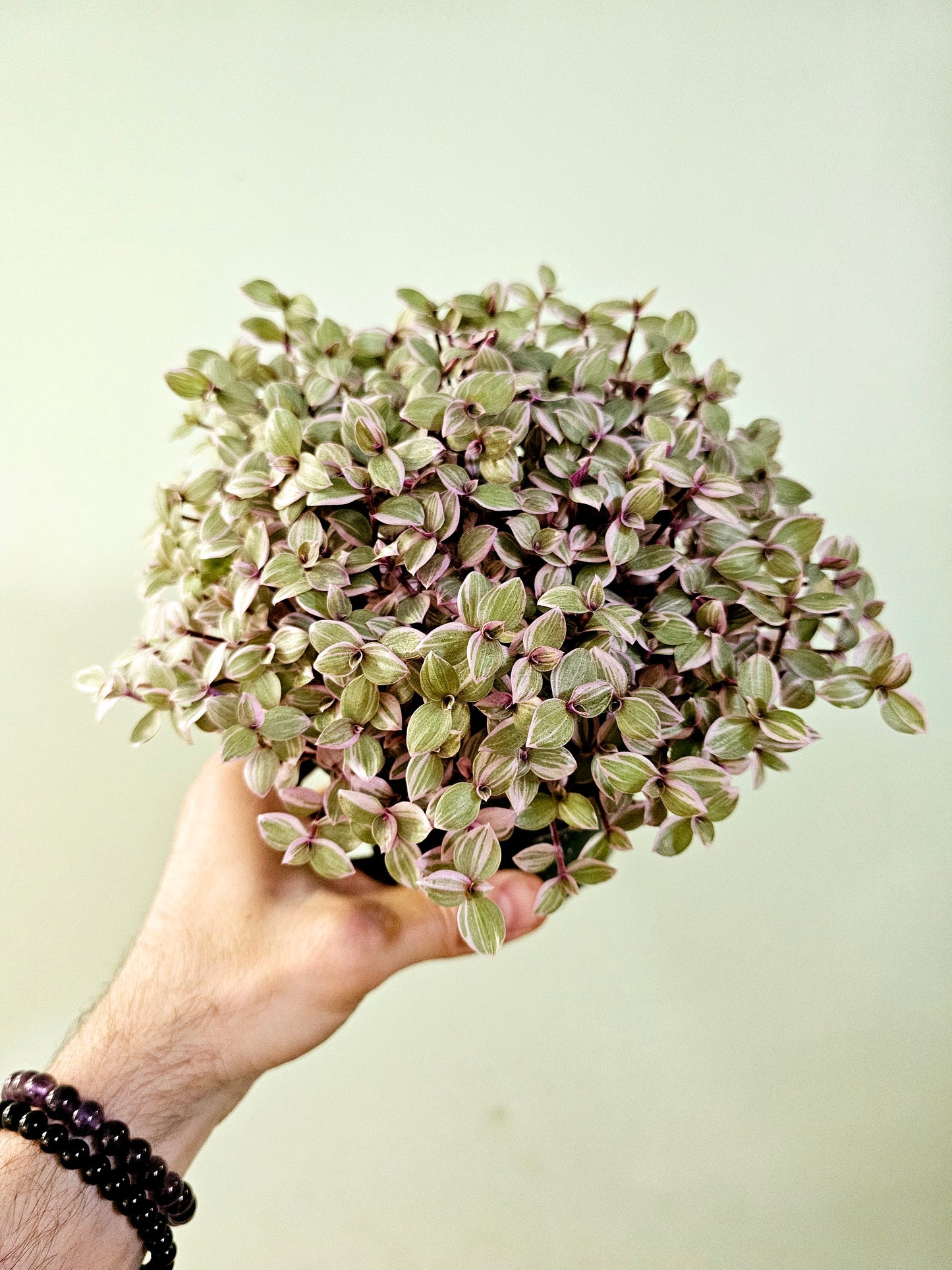 Callisia repens 'Rosato' "Pink Panther" 5"