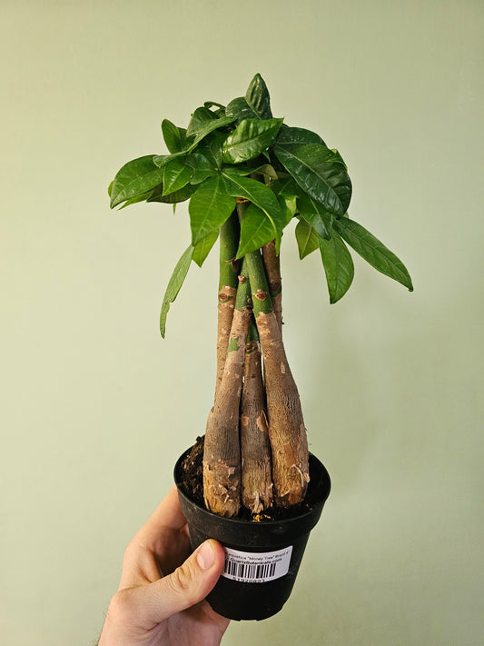Pachira aquatica "Money Tree" Braid 4"