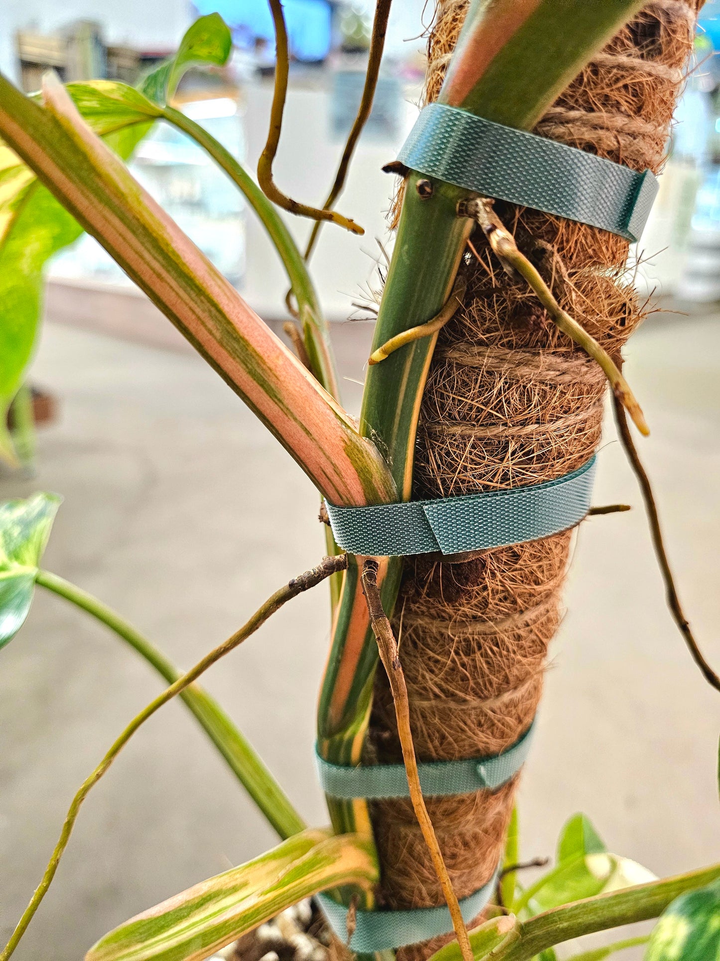 SAAM Auction - XXL Variegated Philodendron Domesticum