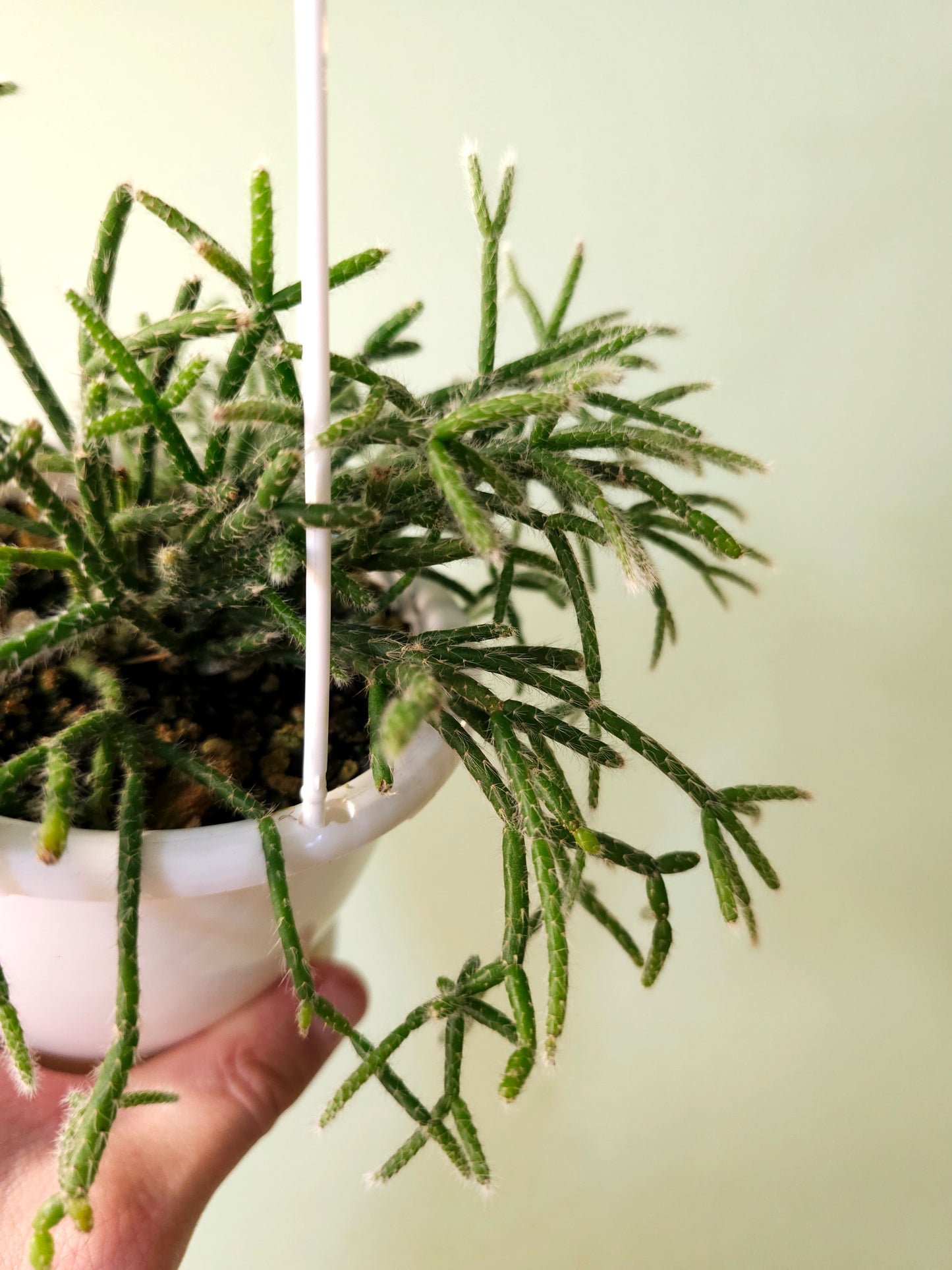 Rhipsalis pilocarpa 4.5" HB