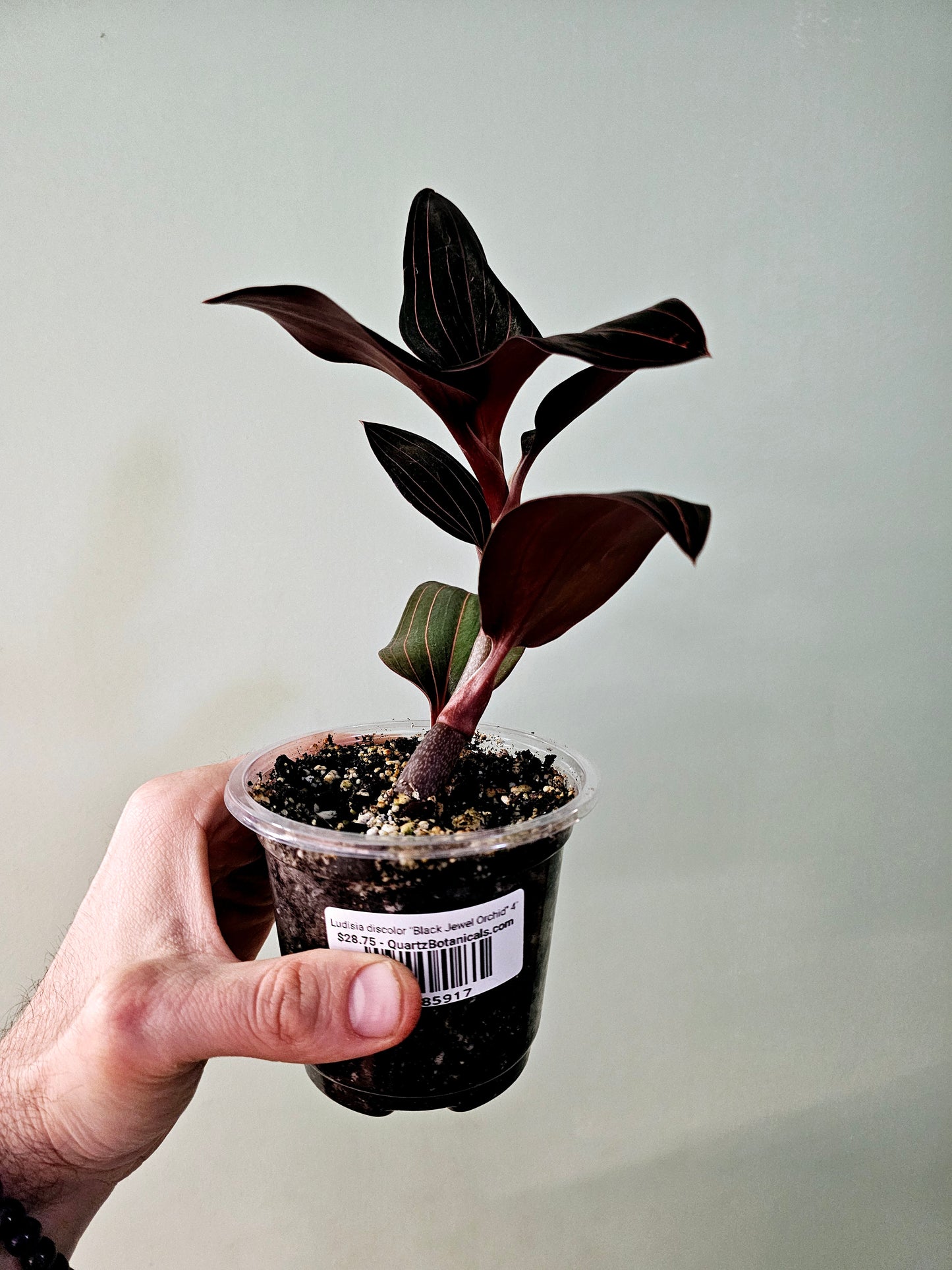 Ludisia discolor "Black Jewel Orchid" 4"