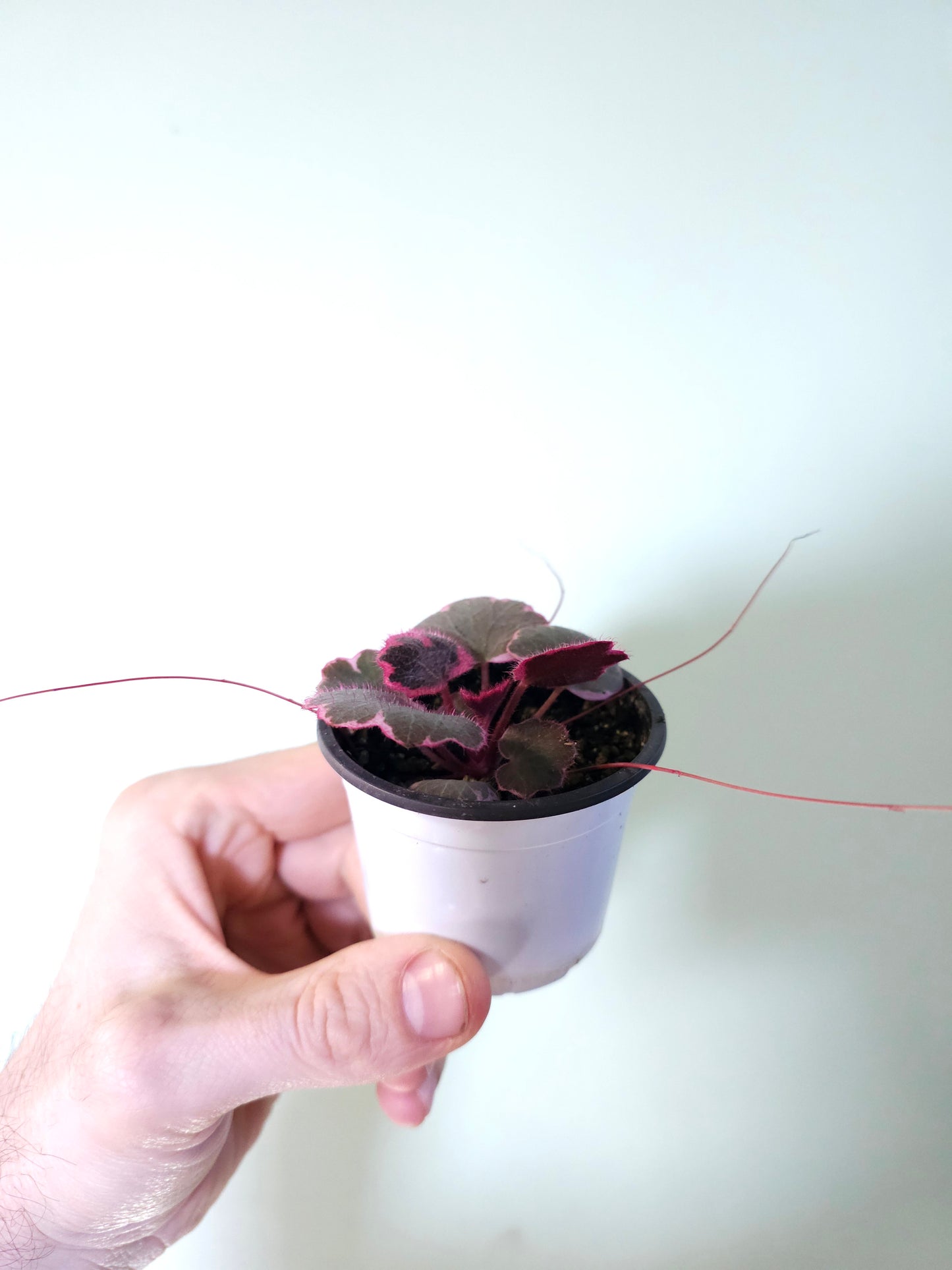 Saxifraga stolonifera Variegated "Tricolor Strawberry Begonia" 2.5"