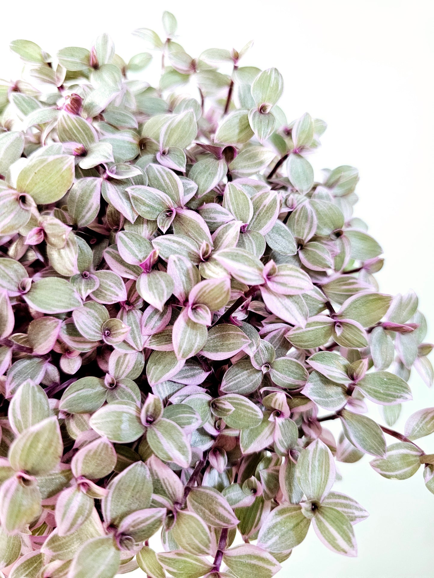 Callisia repens 'Rosato' "Pink Panther" 5"