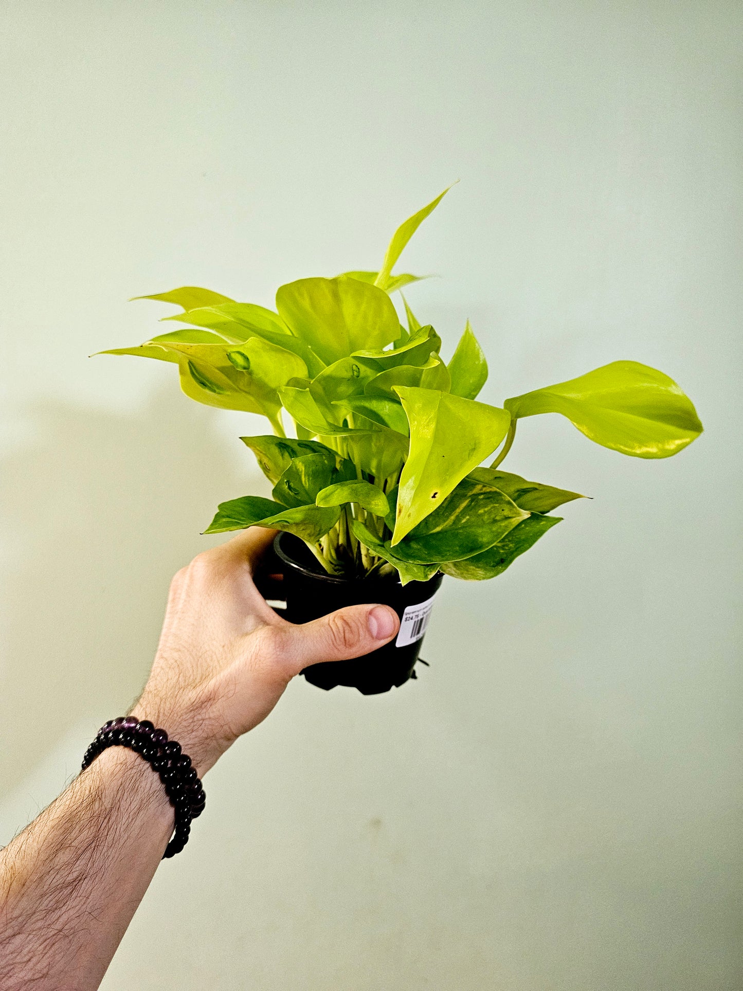 Epipremnum aureum teruno 'Champs Elysees' "Pothos" 4"