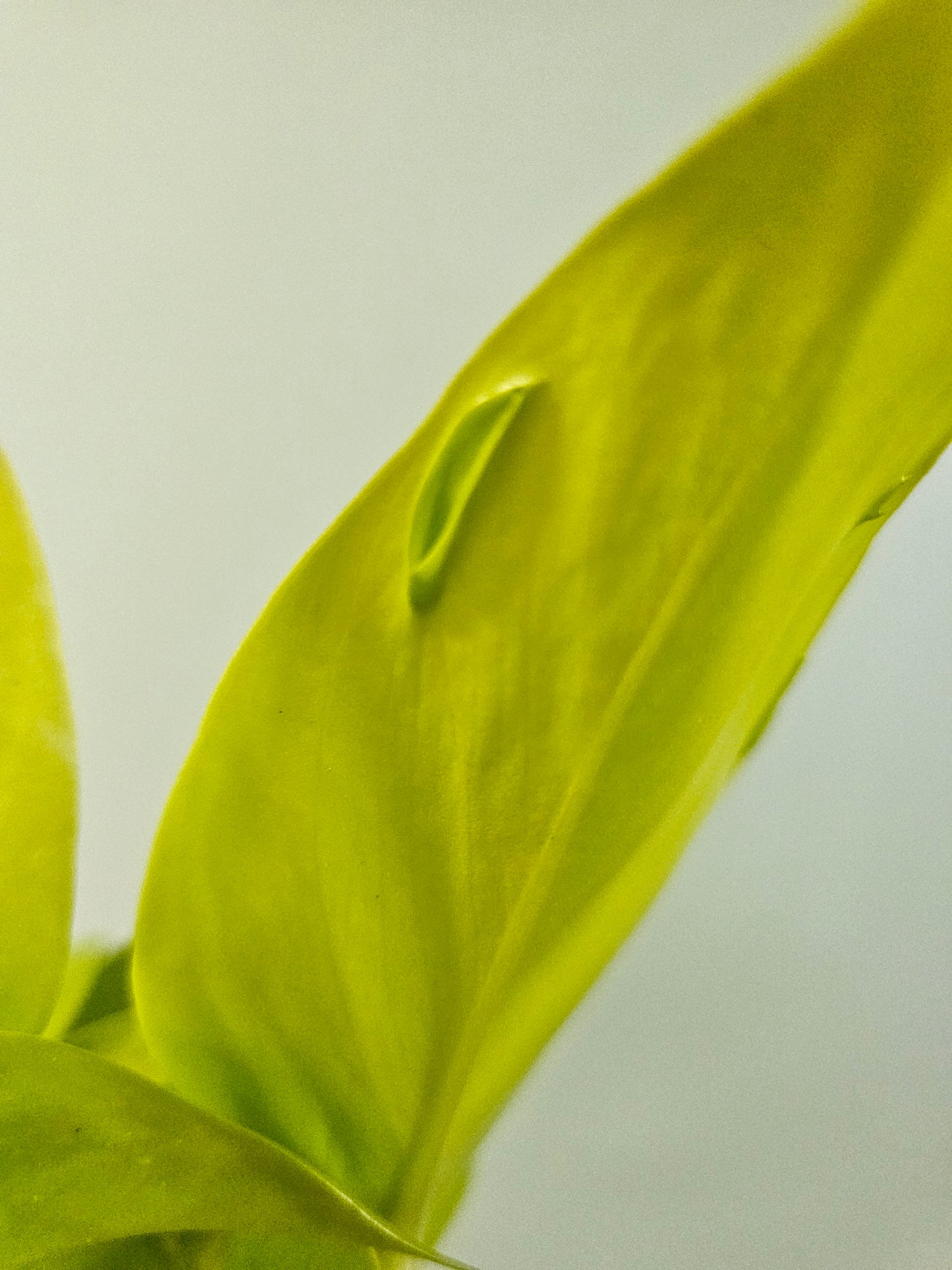 Epipremnum aureum teruno 'Champs Elysees' "Pothos" 4"