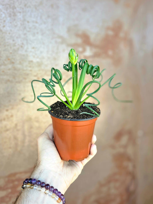 Albuca spiralis "Frizzle Sizzle" 4"