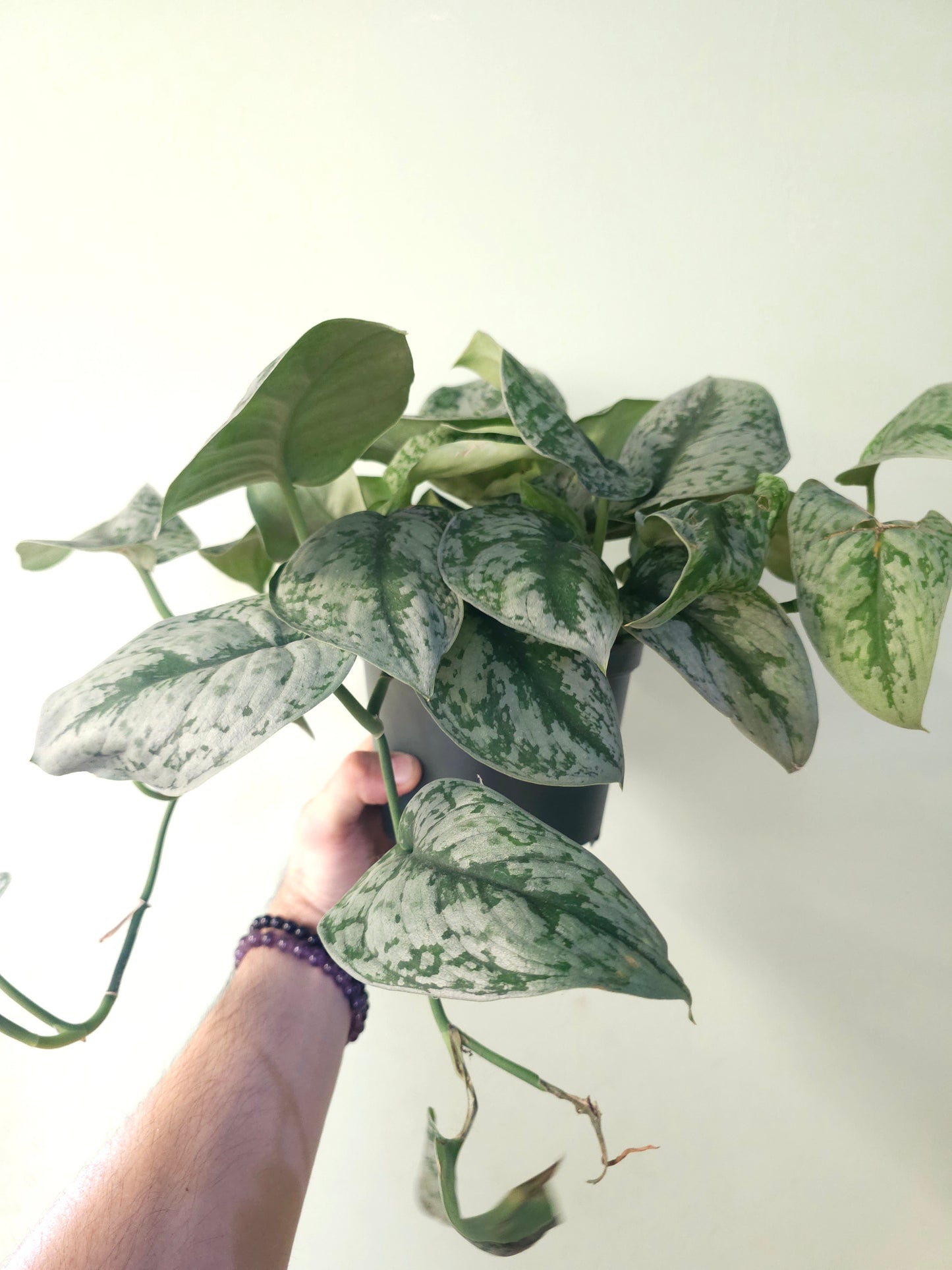 Scindapsus pictus 'Silver Queen' 6”