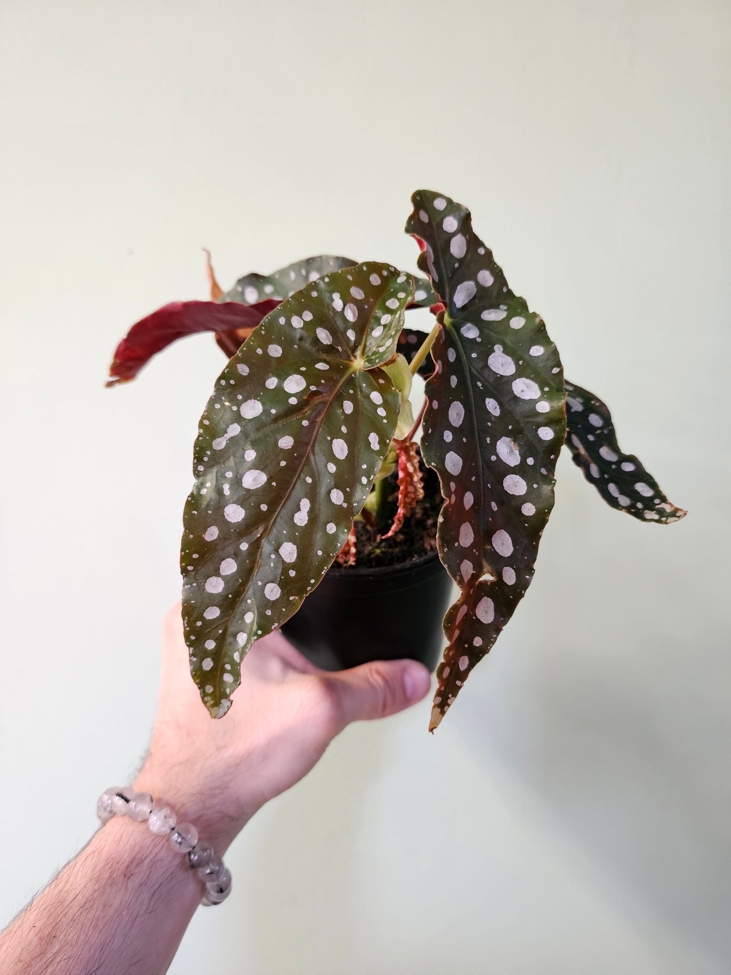 Begonia maculata 4.5"