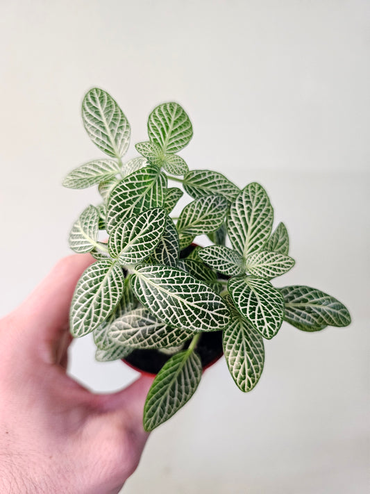 Fittonia albivenis 'White Angel' Nerve Plant 2.5"