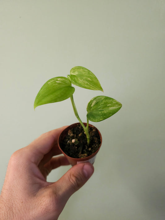 Scindapsus hederaceus 'Blue Albo' 2"