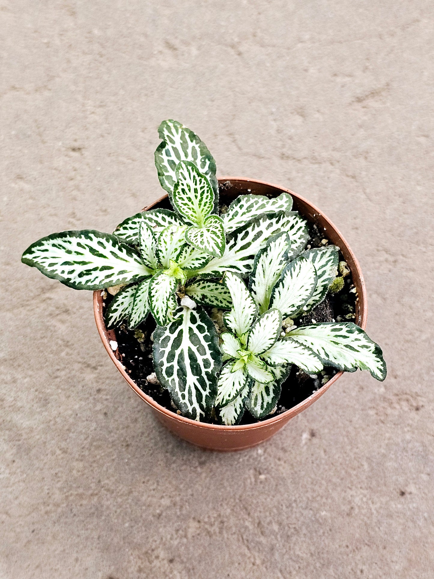 SAAM Auction - Fittonia Collector's Starter Pack
