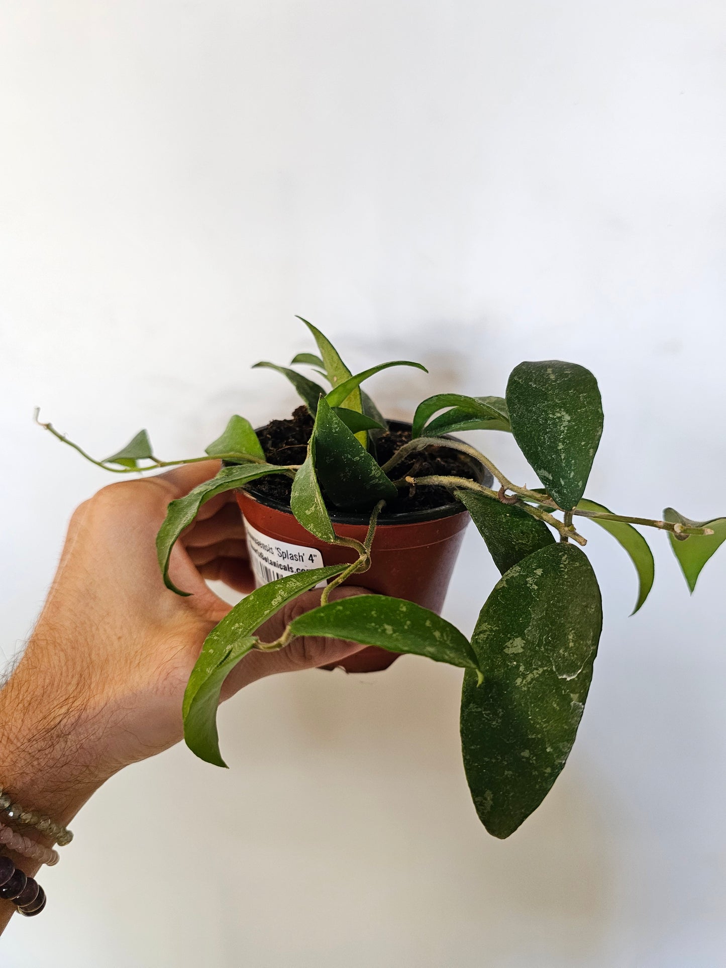 Hoya phuwuaensis 'Splash' 4"