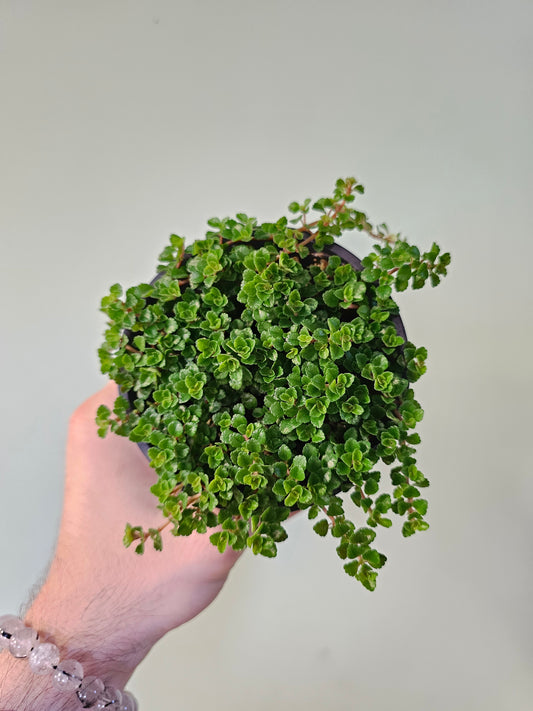 Pilea depressa 'Sao Paulo' 4"