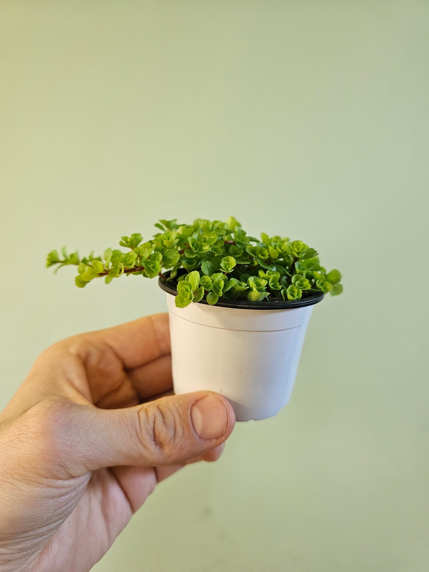 Pilea depressa 'Tiny Tears' 2.5"