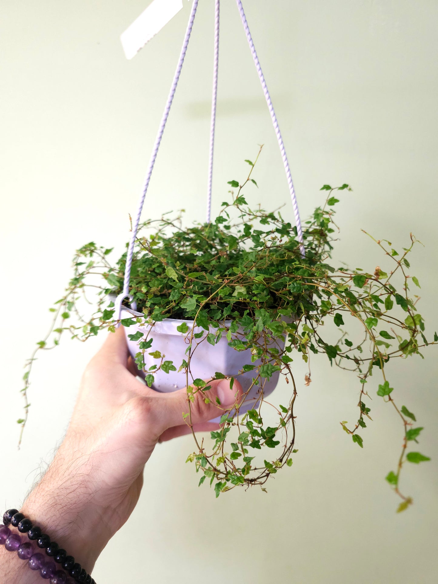 Ficus pumila 'Quercifolia' "String of Frogs" 6" HB