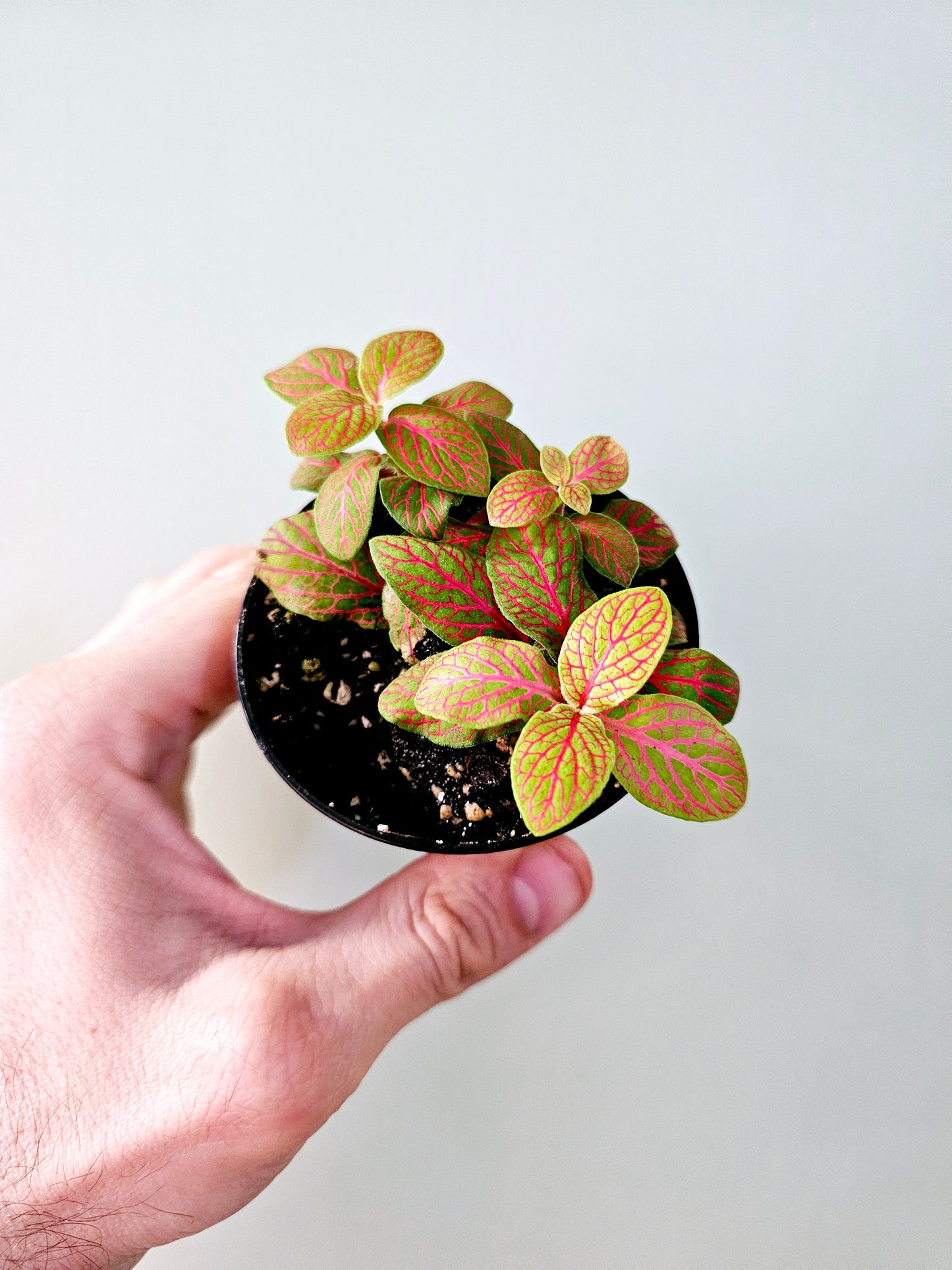 Fittonia albivenis 'Skeleton' 3"