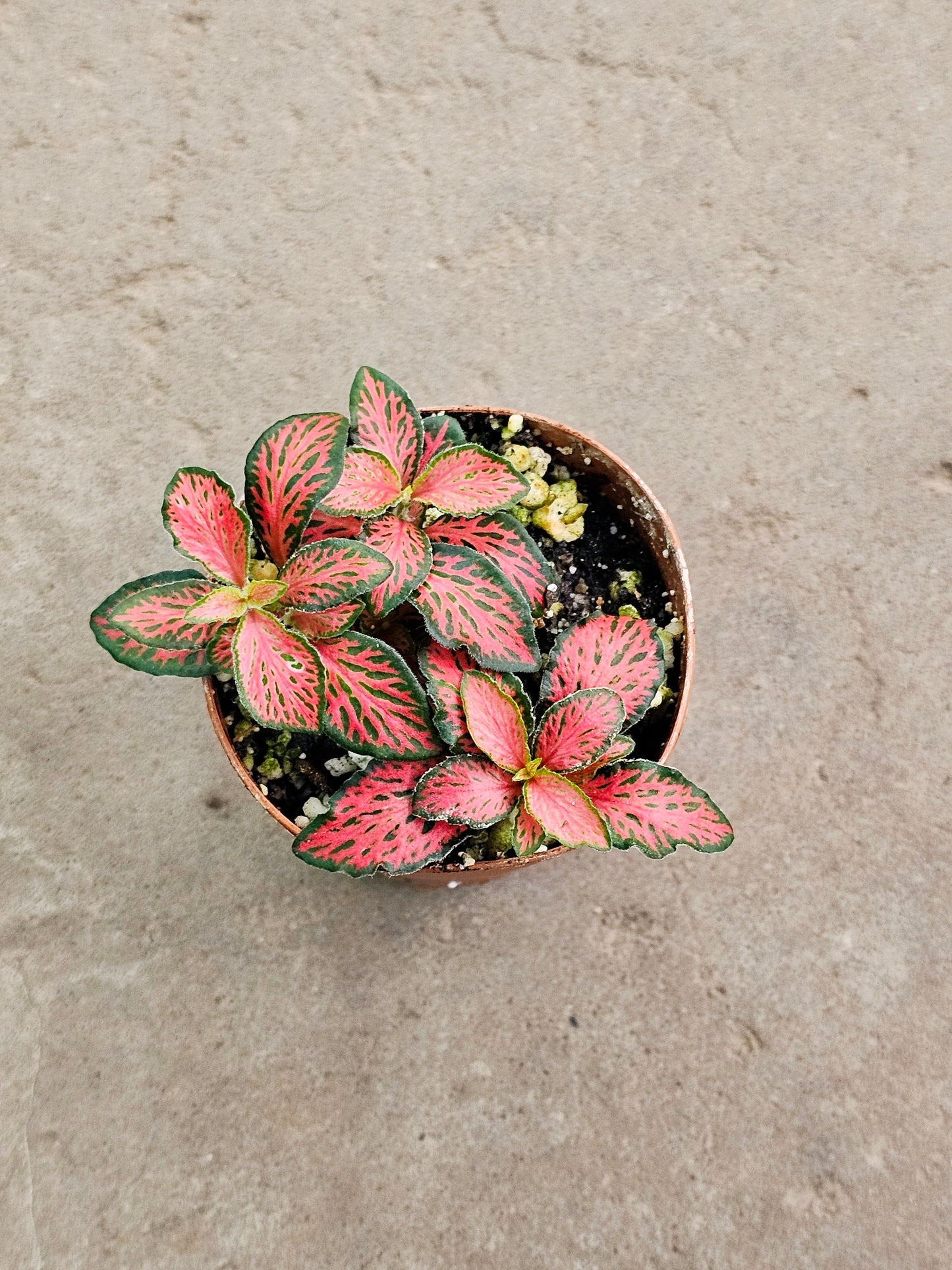 SAAM Auction - Fittonia Collector's Starter Pack