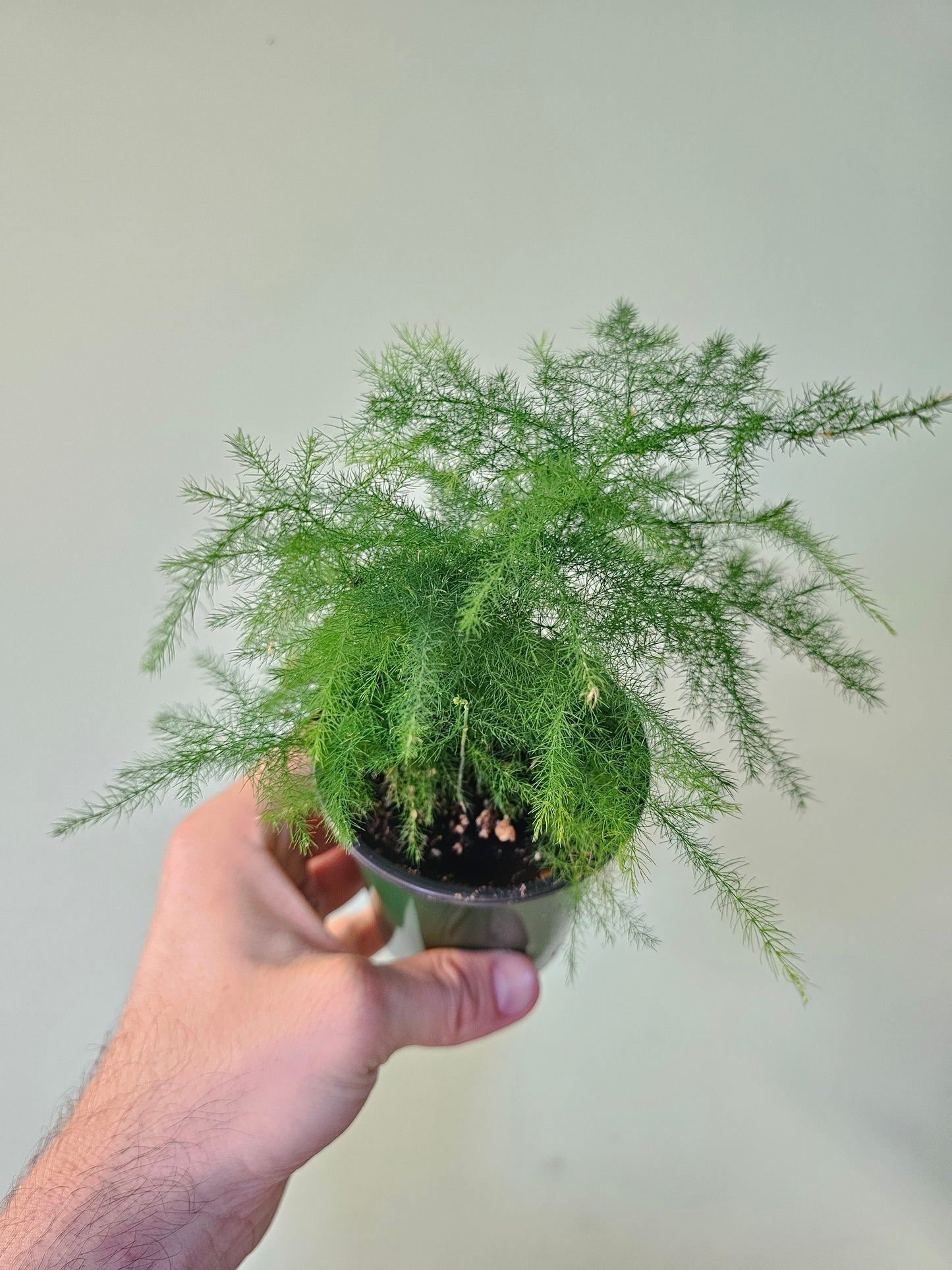 Asparagus plumosa 3.5"