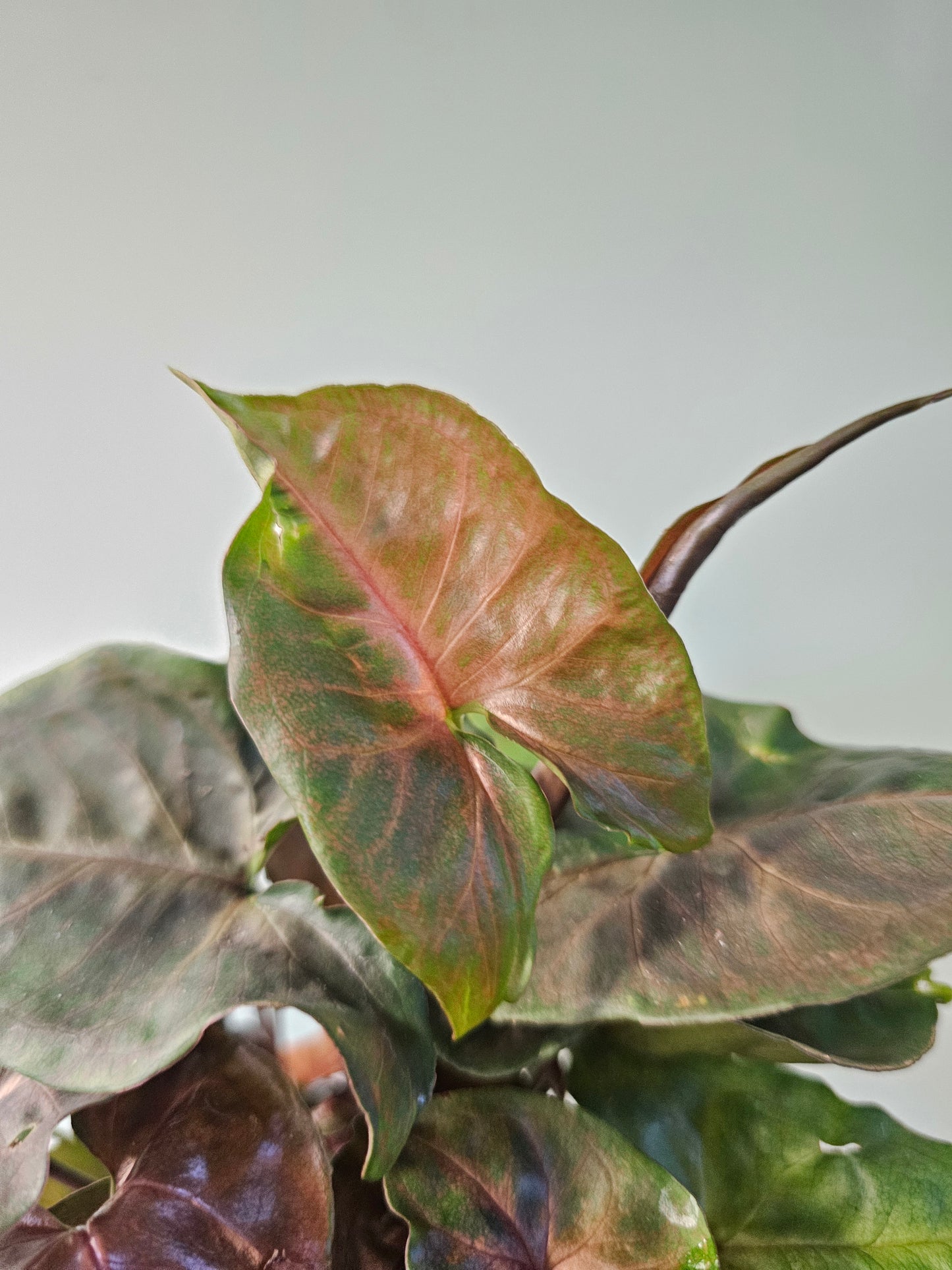 Syngonium 'Merry Maria' 3.5"