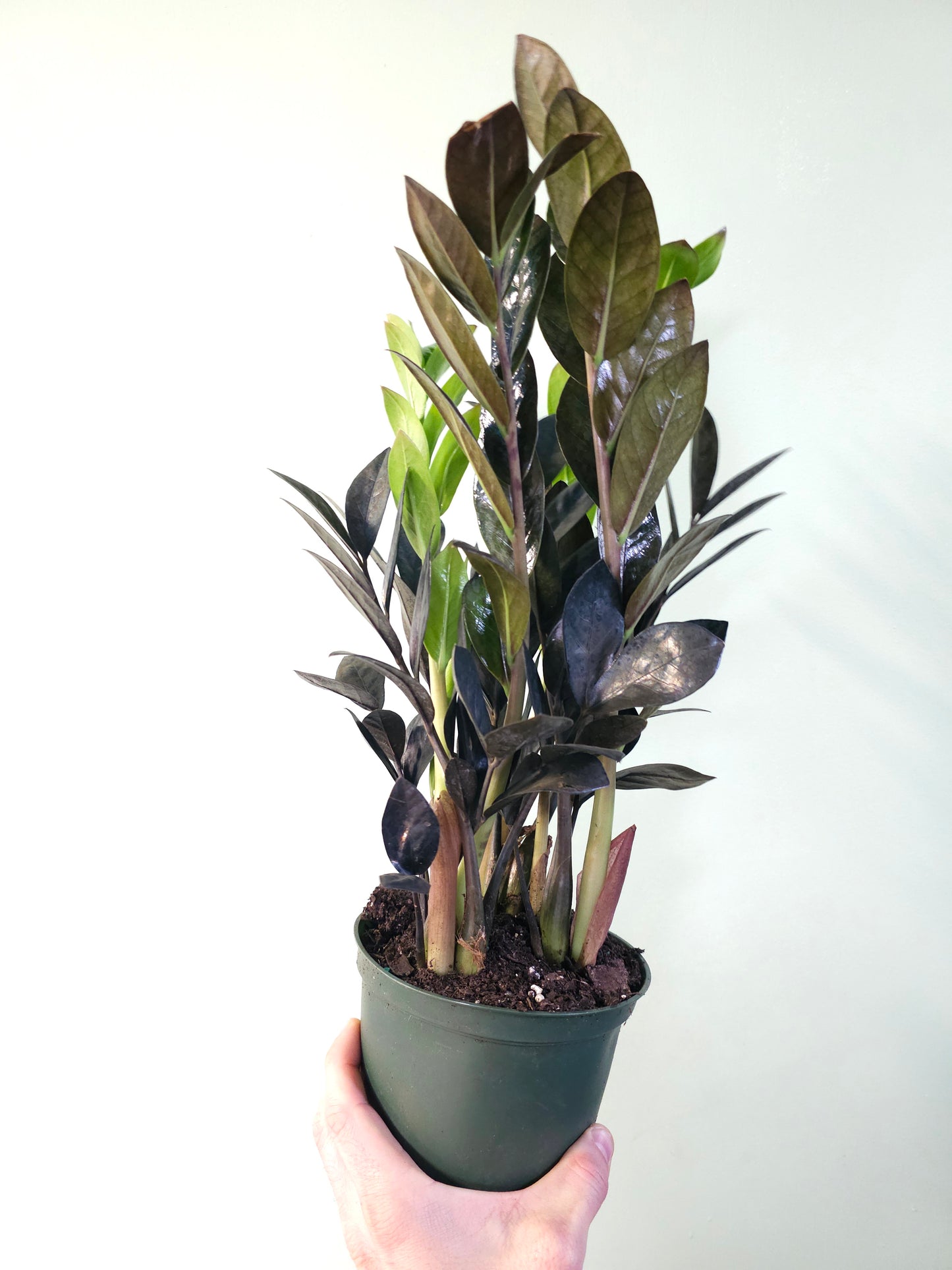 Zamioculcas zamiifolia 'Black Raven' ZZ 6"