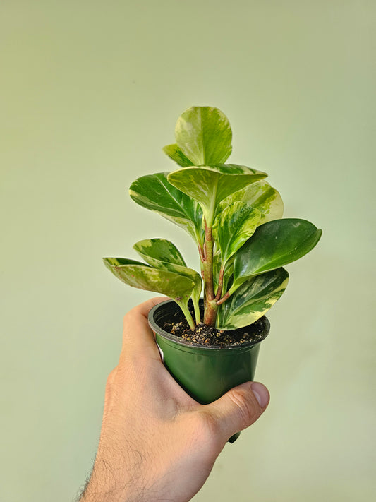 Peperomia obtusifolia 'Marble' 3.5"