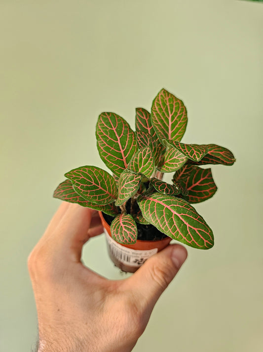 Fittonia albivenis 'Red' Nerve Plant 2.5"