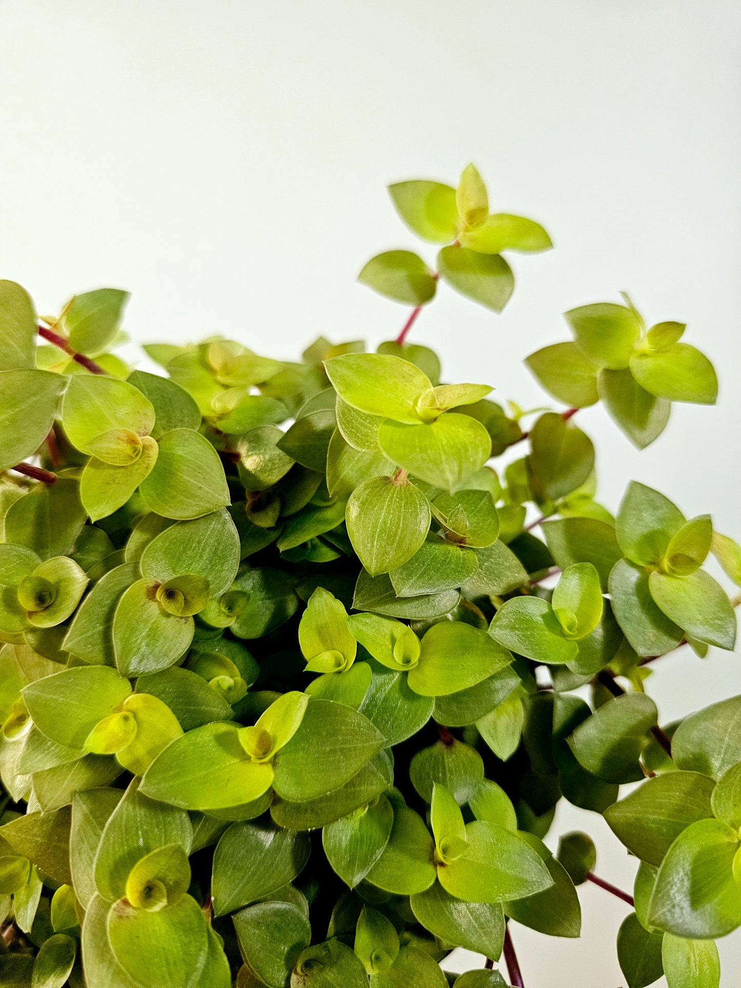 Callisia repens 'Gold' 5"