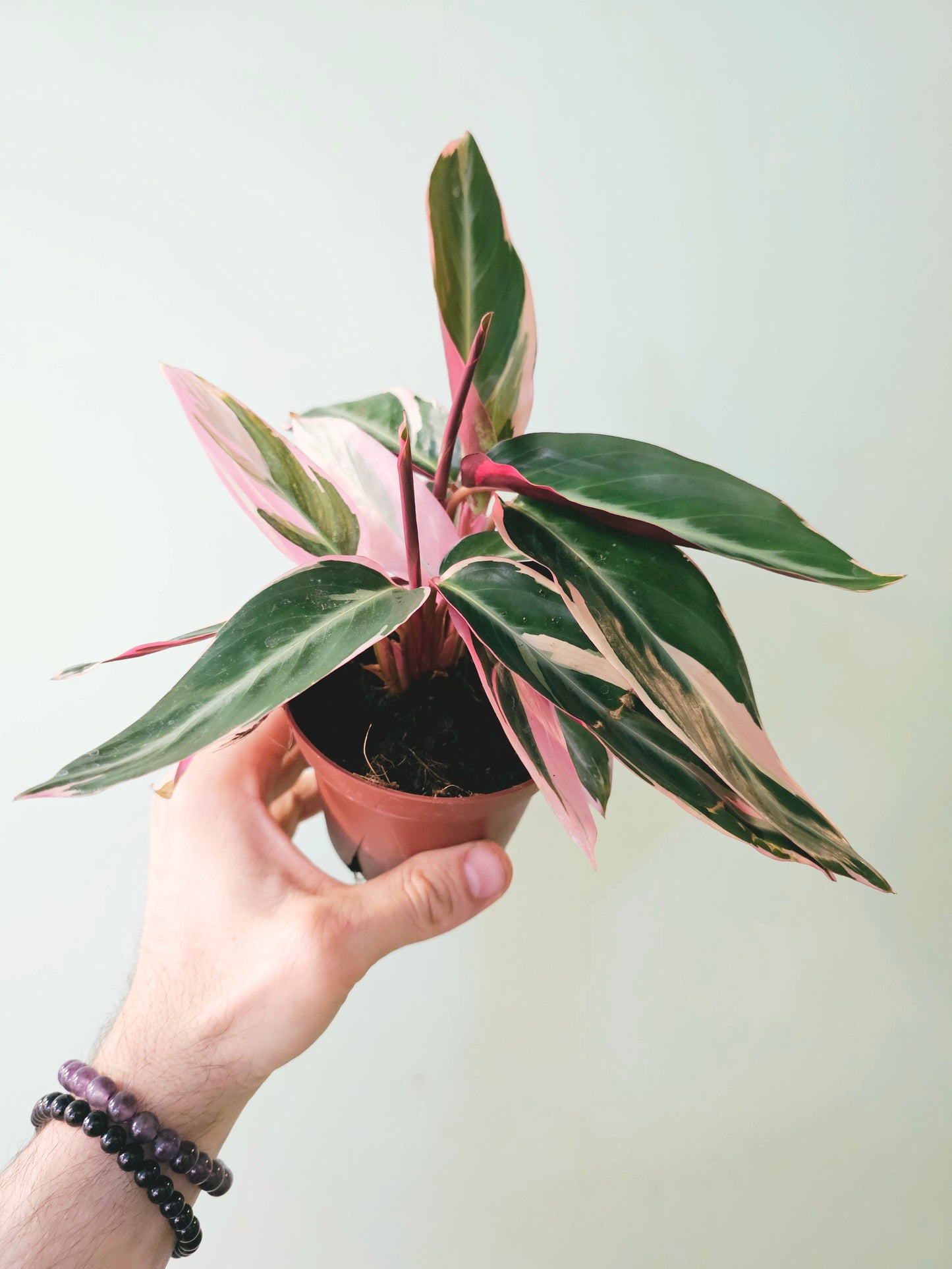Stromanthe sanguinea 'Triostar' 4"