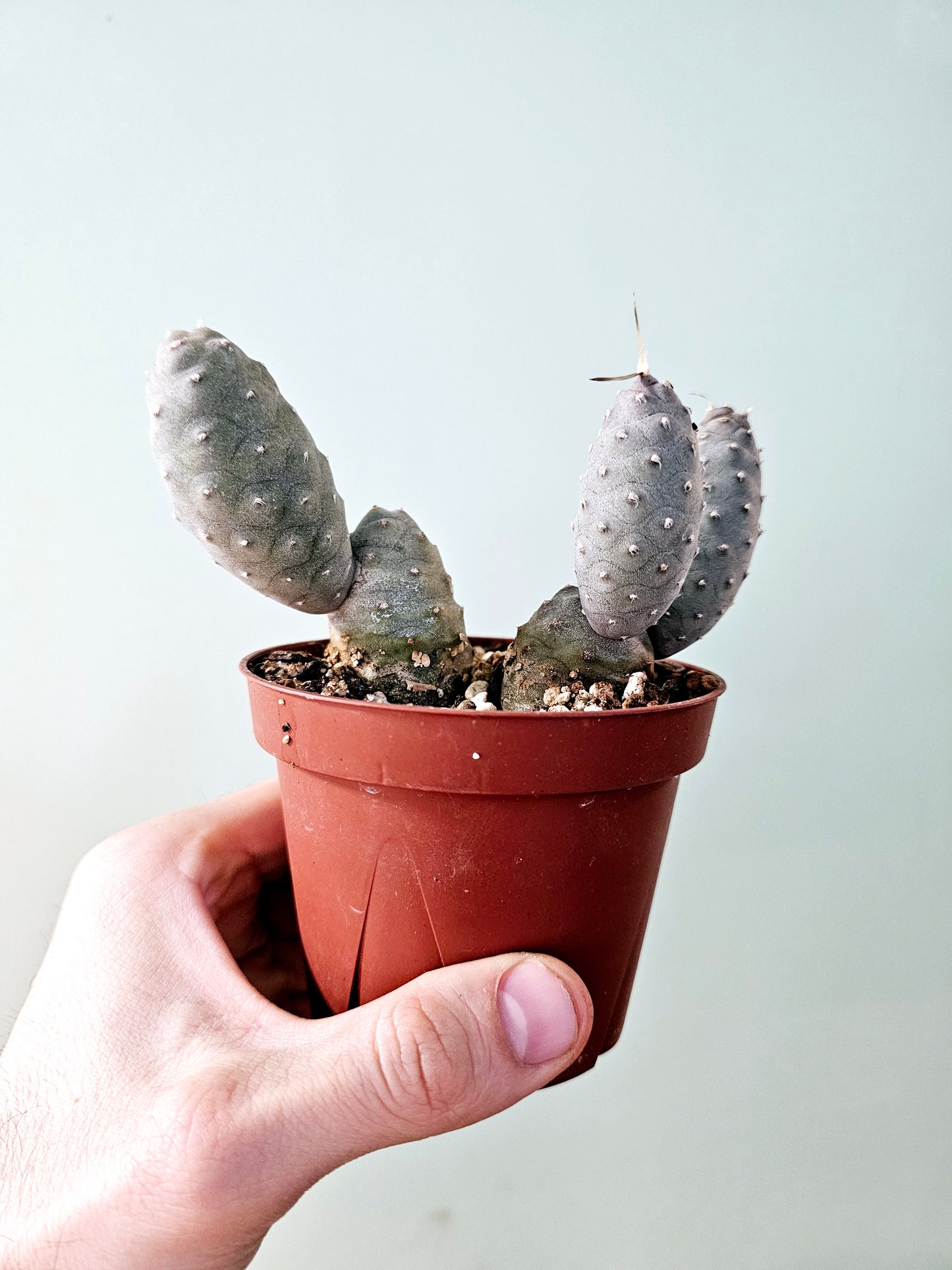 Tephrocactus articulatus var. inermis "Pine Cone Cactus" 4" Multi