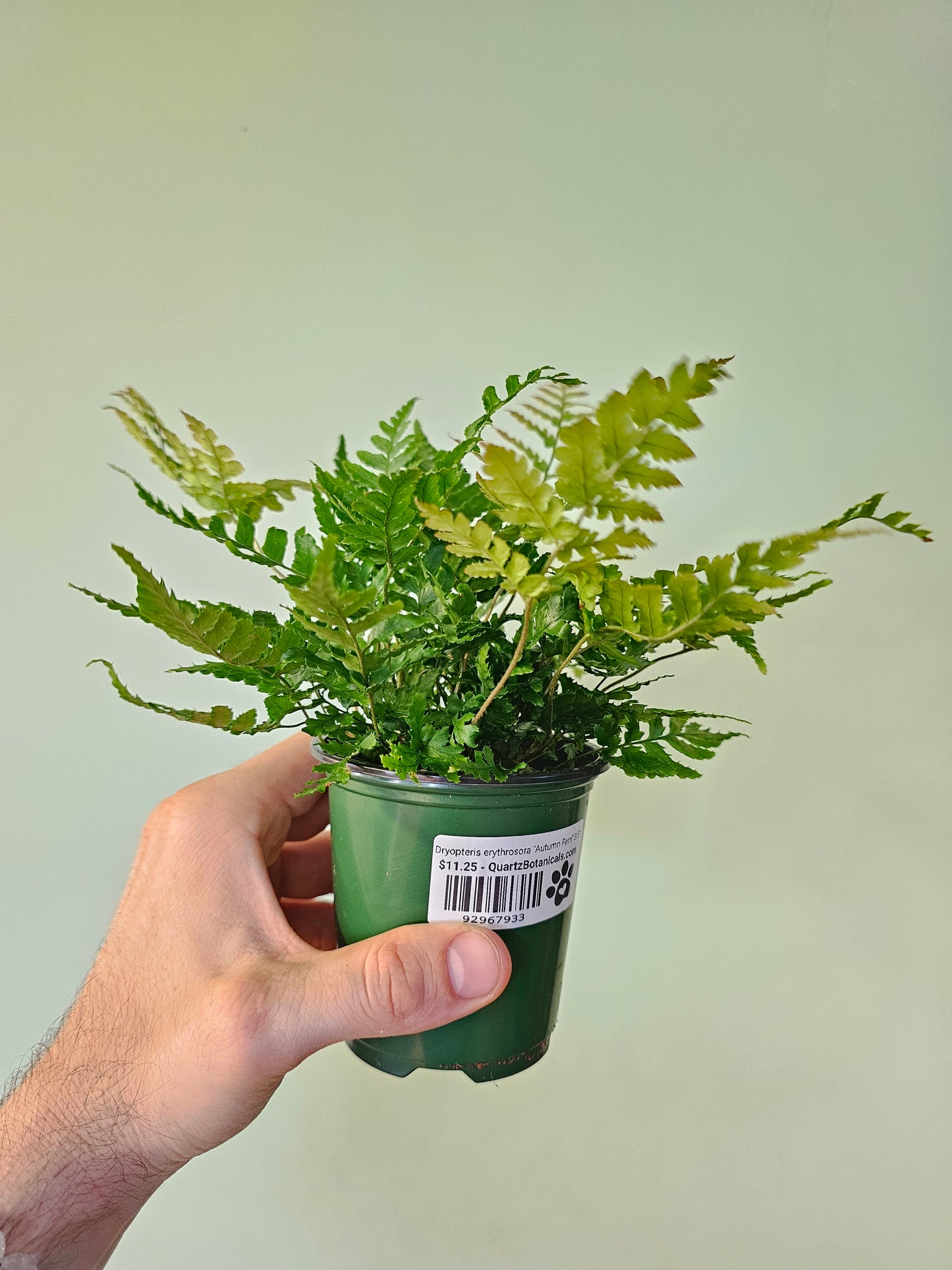 Dryopteris erythrosora "Autumn Fern" 3.5"