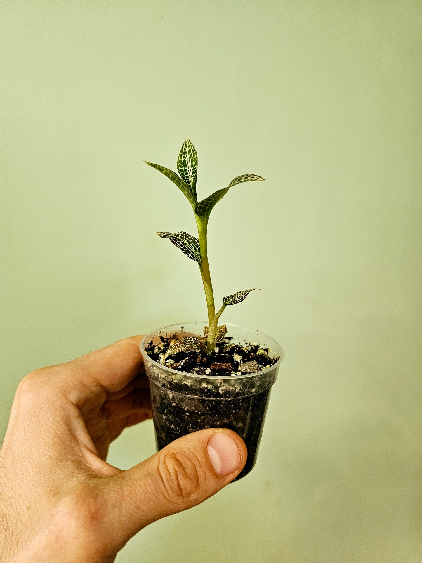 Goodyera hispida Jewel Orchid 2.5"