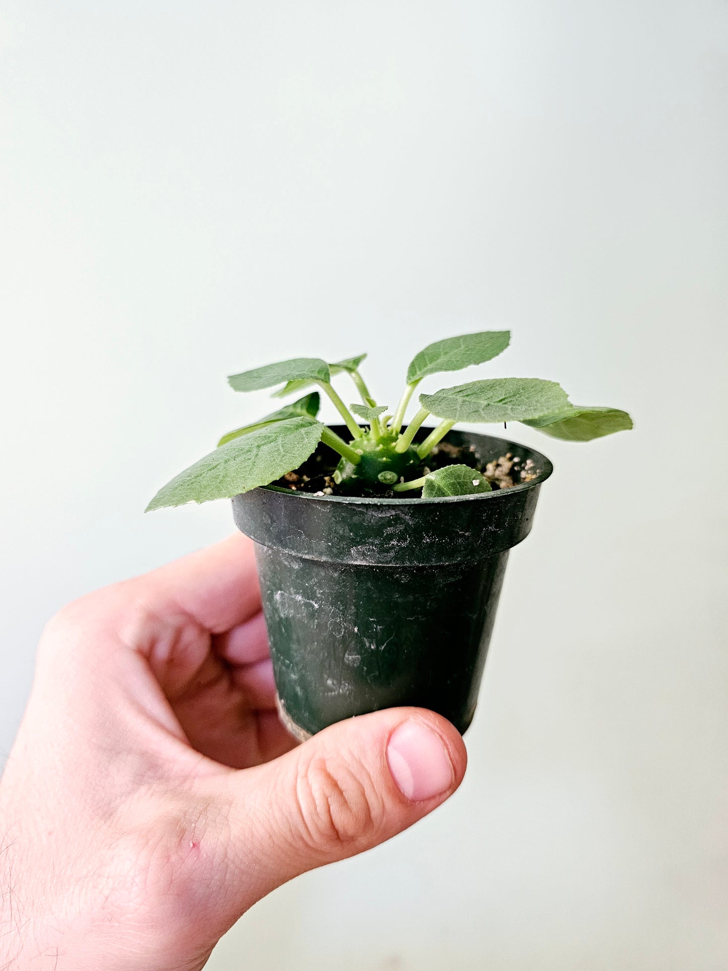 Dorstenia Foetida ssp. 3"