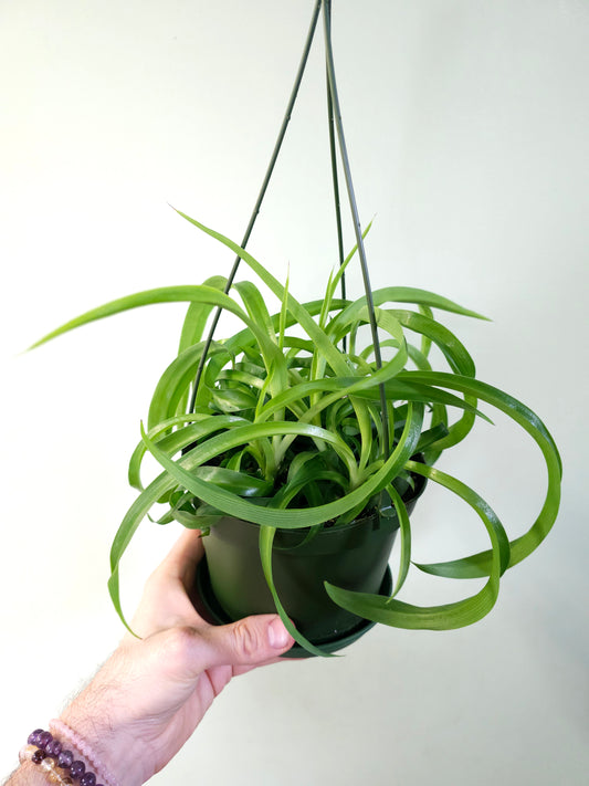 Chlorophytum comosum 'Bonnie' Curly Spider Plant SOLID GREEN 6" HB